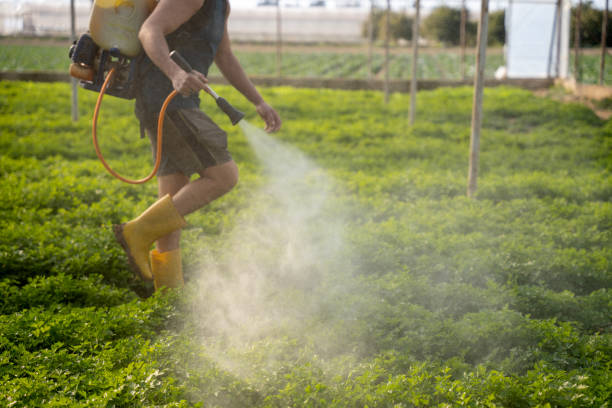 Best Pest Inspection Near Me  in Timberline Fernwood, AZ