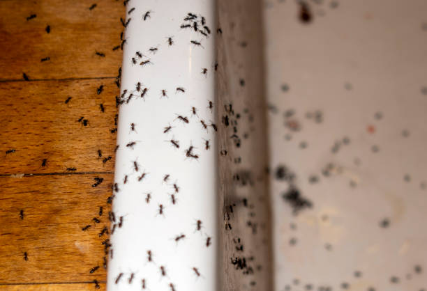 Pest Control Cost in Timberline Fernwood, AZ