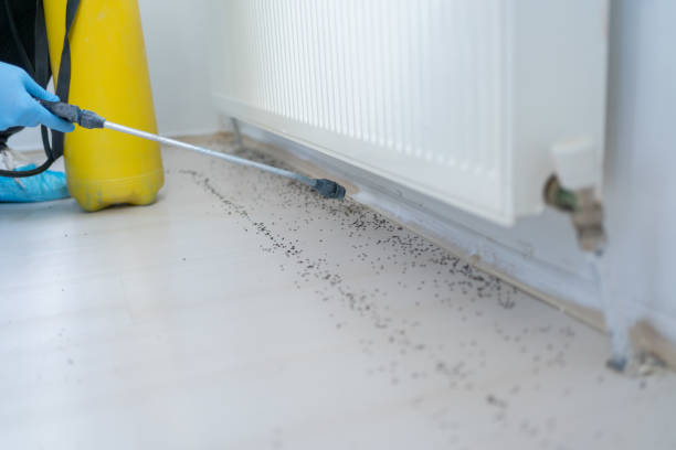 Best Mosquito Control Services  in Timberline Fernwood, AZ